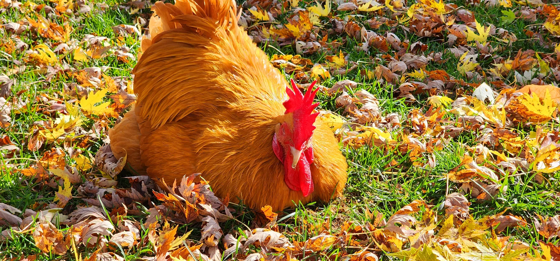 Rex sitting among autumn leaves in bright sunlight.