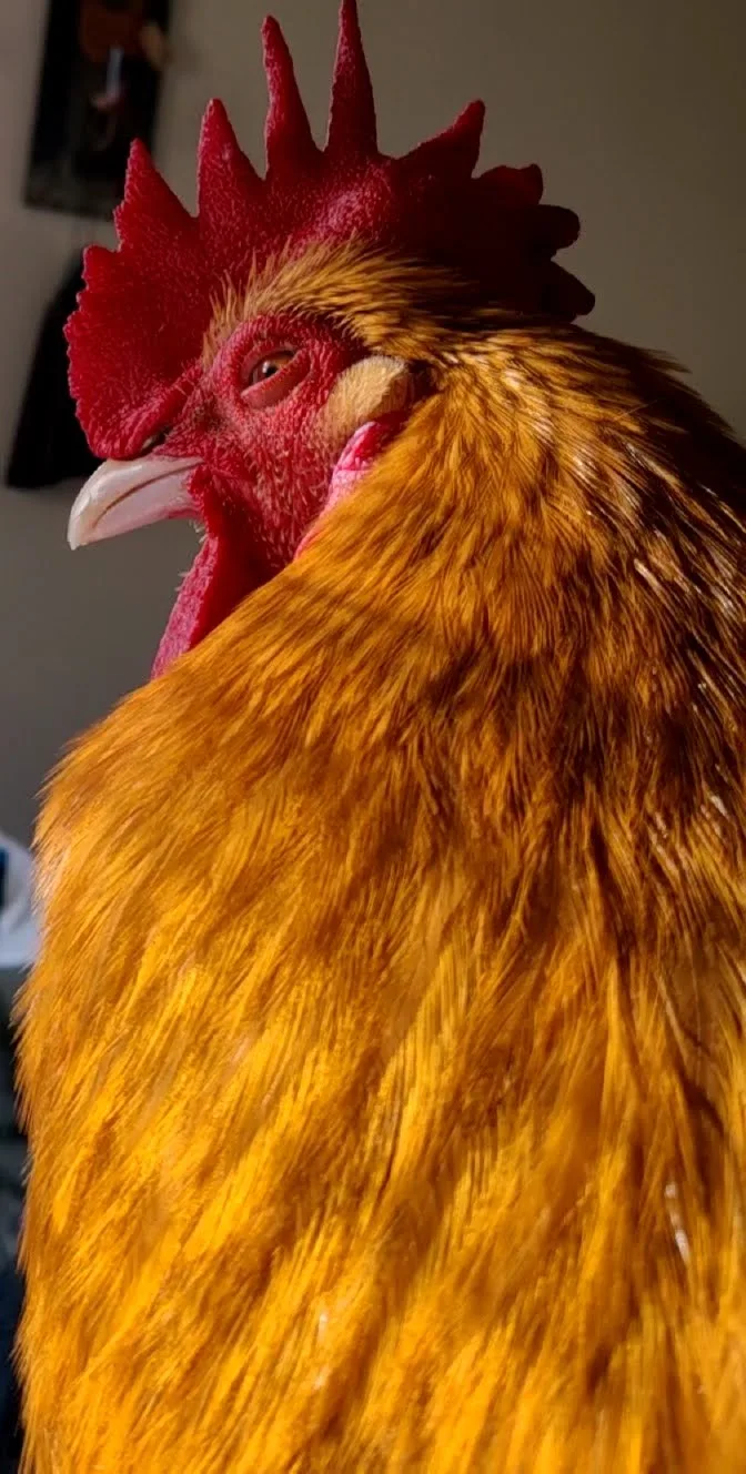 Rex in profile, his golden feathers lit by sunlight.